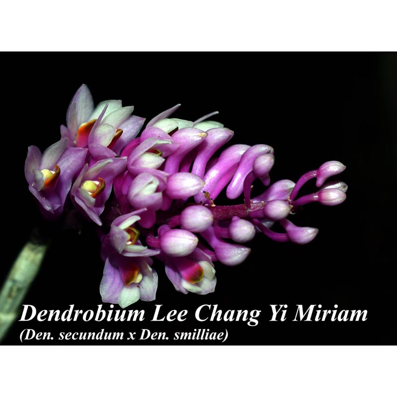 Dendrobium Lee Chang Yi Miriam (Den. secundum x Den. smillieae)
